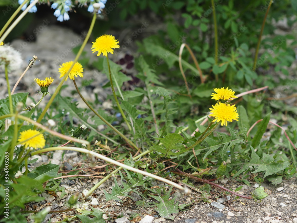 Useful herbs.Medicinal unpretentious dandelion grows along the road. Useful herbs.Medicinal unpretentious dandelion grows along the road.