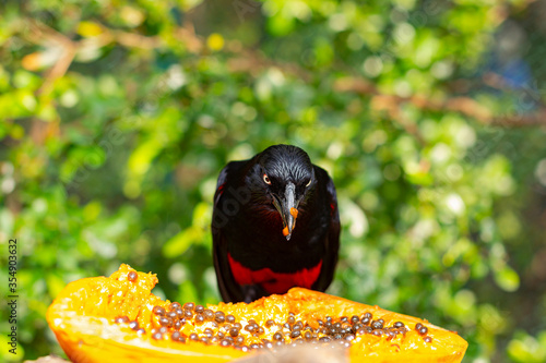Black bird is eating outdoors