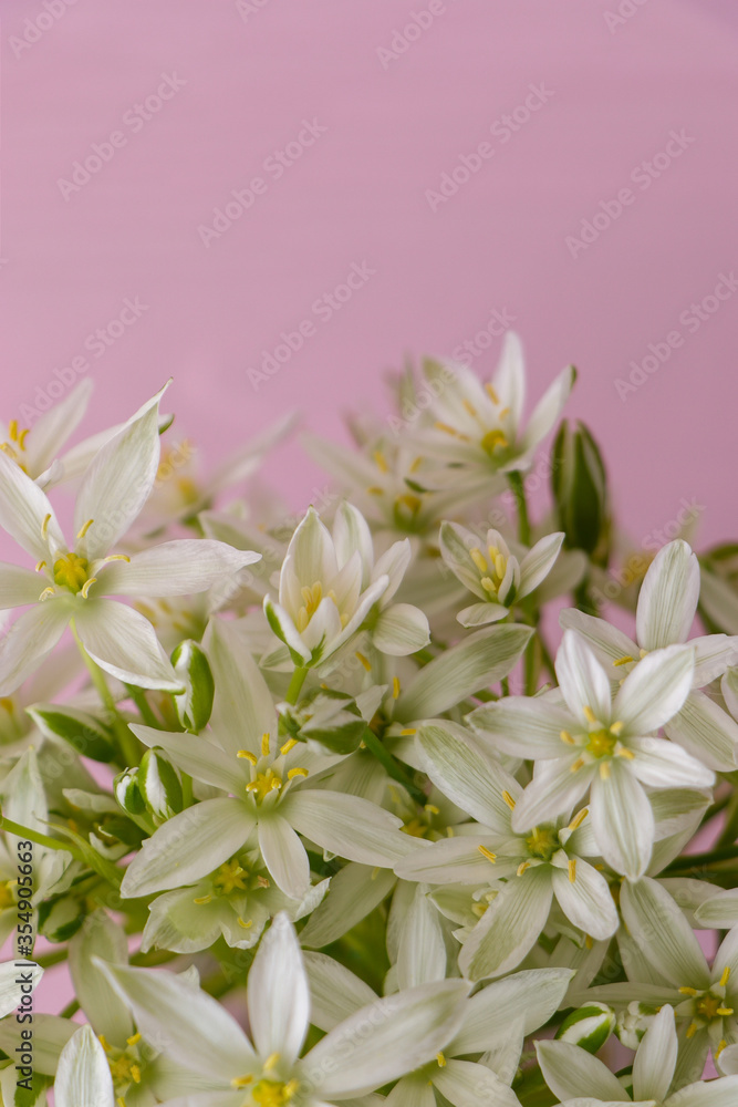 spring white blooming flowers on the background