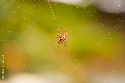 Spider on the Web © Sergii
