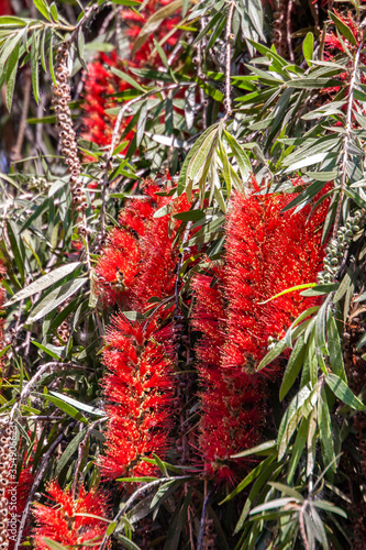 Zylinderputzer, Callistemon photo