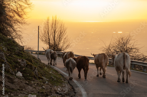 Fototapeta Naklejka Na Ścianę i Meble -  Tramonto con mucche