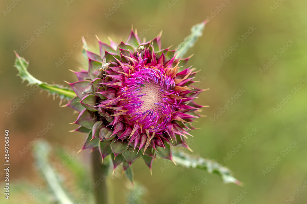 milk thistle. Blessed thistle flowers, close-up. Silybum marianum herbal medicine, thistle of Saint Mary, Scottish thistle Marian, thistle of Mari, Cardus marianus milk thistle. Blessed thistle flowers, close-up. Silybum marianum herbal medicine, thistle of Saint Mary, Scottish thistle Marian, thistle of Mari, Cardus marianus