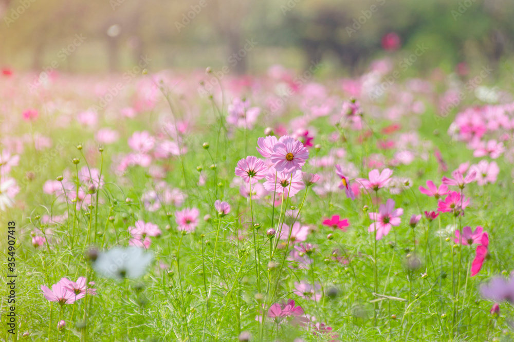 The view of the cosmos flower field in winter