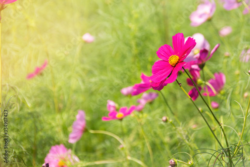Cosmos flowers bloom in winter. © Narong