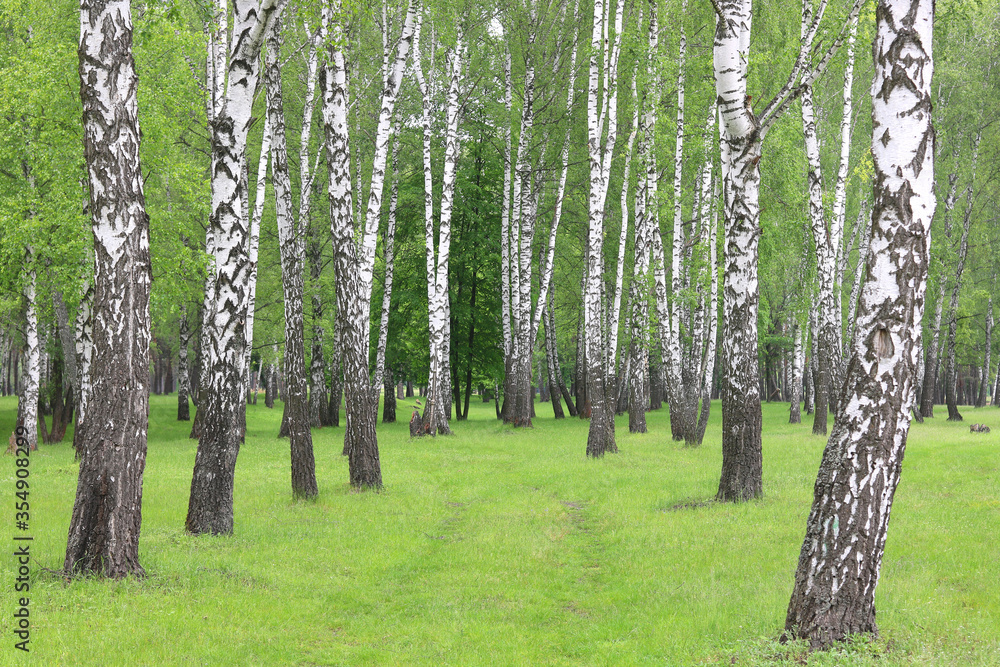 Fototapeta premium Beautiful birch trees with white birch bark in birch grove with green birch leaves in summer