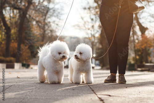 Two small white puppy Bichon Frize on the street photo