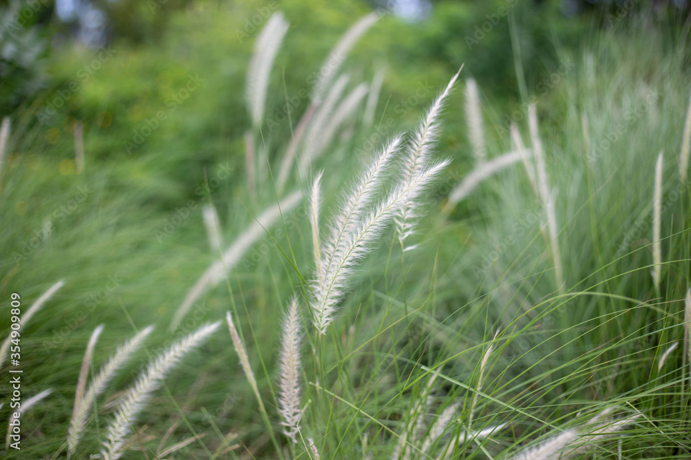 Meadow clump of white grass in the garden soft focus Meadow clump of white grass in the garden soft focus