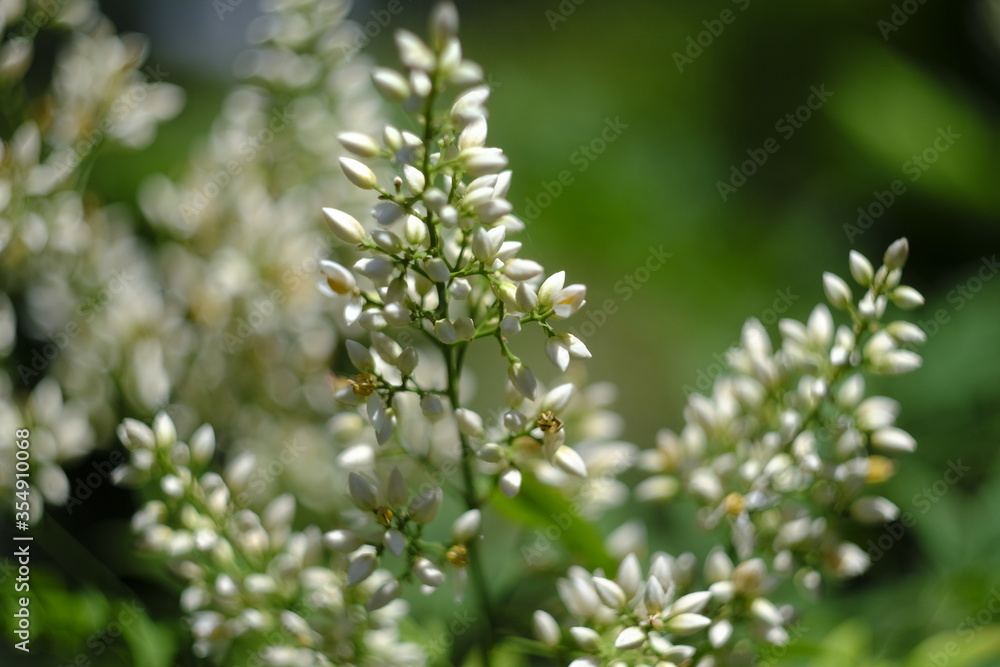 nature in summer. green plant nature in summer. green plant