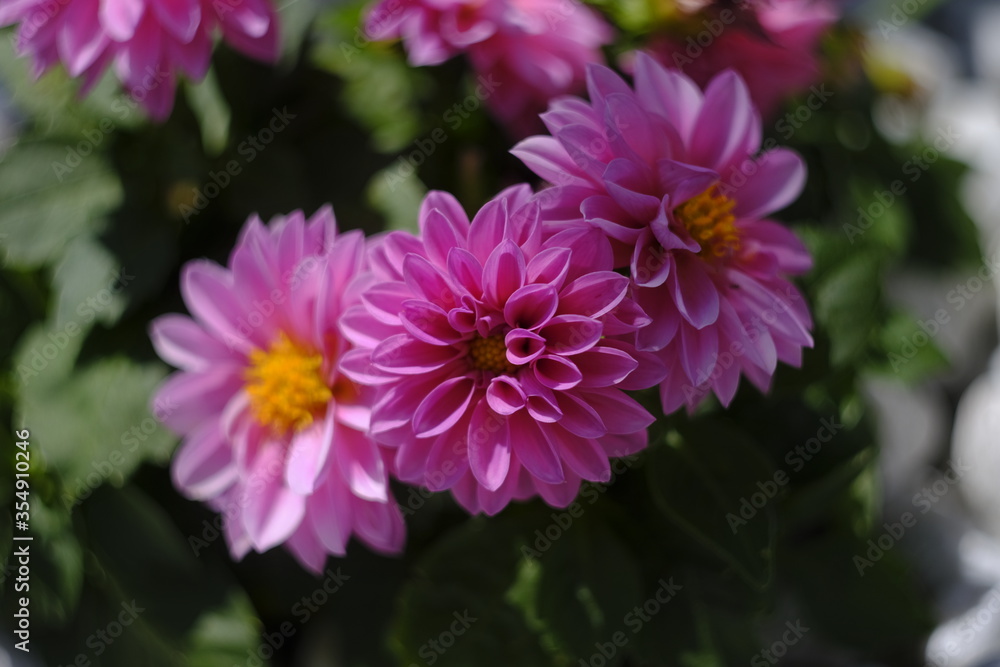 flowers flowers