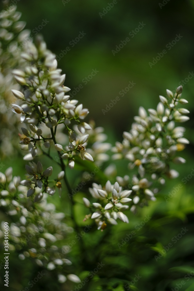 flower flower