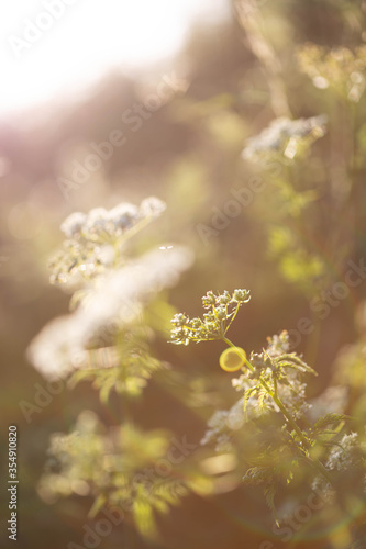 Zarte weiße Blüten, Abendstimmung, warmes Licht © Bianca