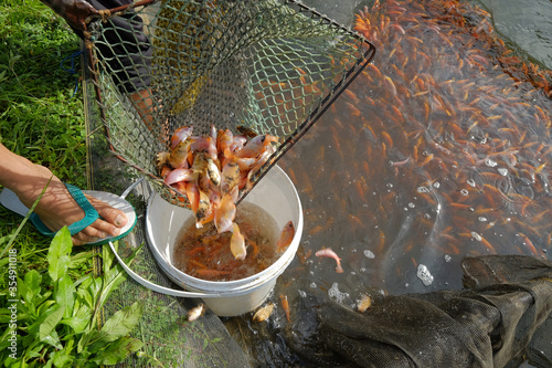 animal, aquaculture, aquatic, background, budidaya nila, business, closeup, cooking, cuisine, cultivation, delicious, eat, farm, farming, fish, fishery, fishing, food, fresh, freshness, freshwater, he photo