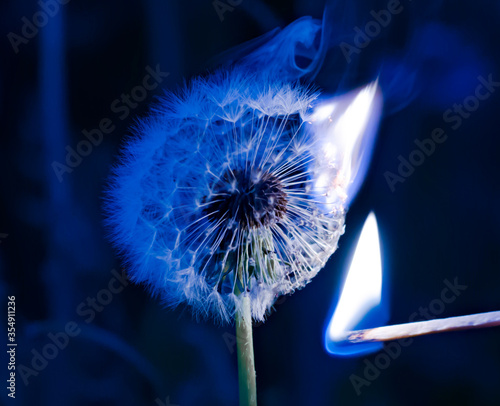 Burning dandelion in the darkness