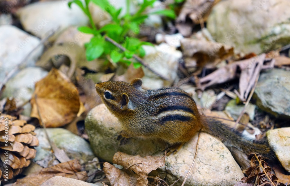 A tiny chipmunk with stripes on rocks and leaves A tiny chipmunk with stripes on rocks and leaves