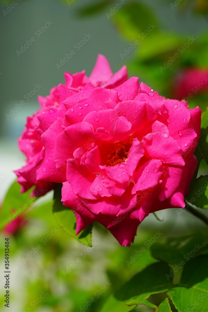 Fragrant pink blooms of the heirloom Zephirine Drouhin climbing rose Fragrant pink blooms of the heirloom Zephirine Drouhin climbing rose