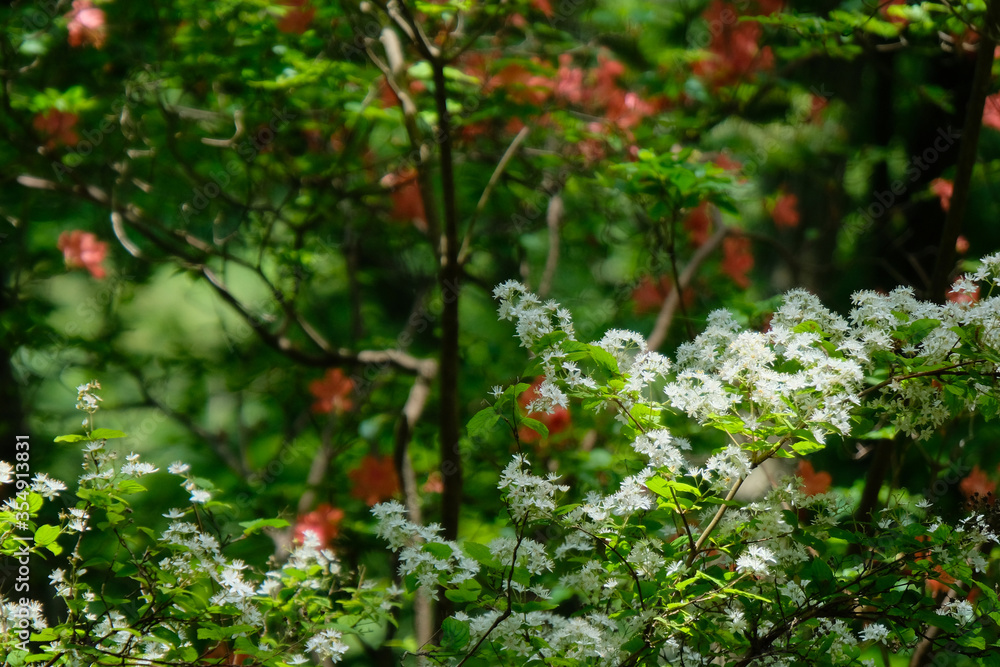 満開の山ツツジ。beautiful azalea in a forest.