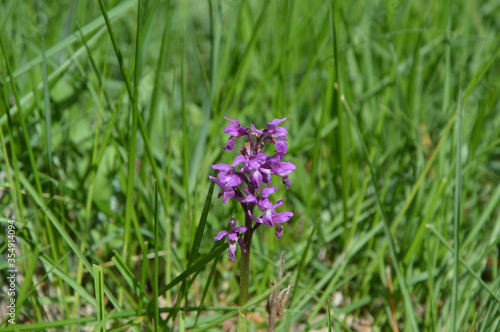 Close up of endangered red list orchid