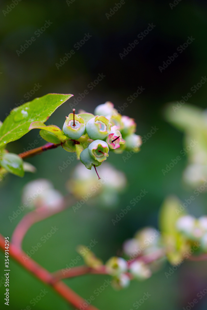 Green berries growing on a blueberry bush in the garden Green berries growing on a blueberry bush in the garden
