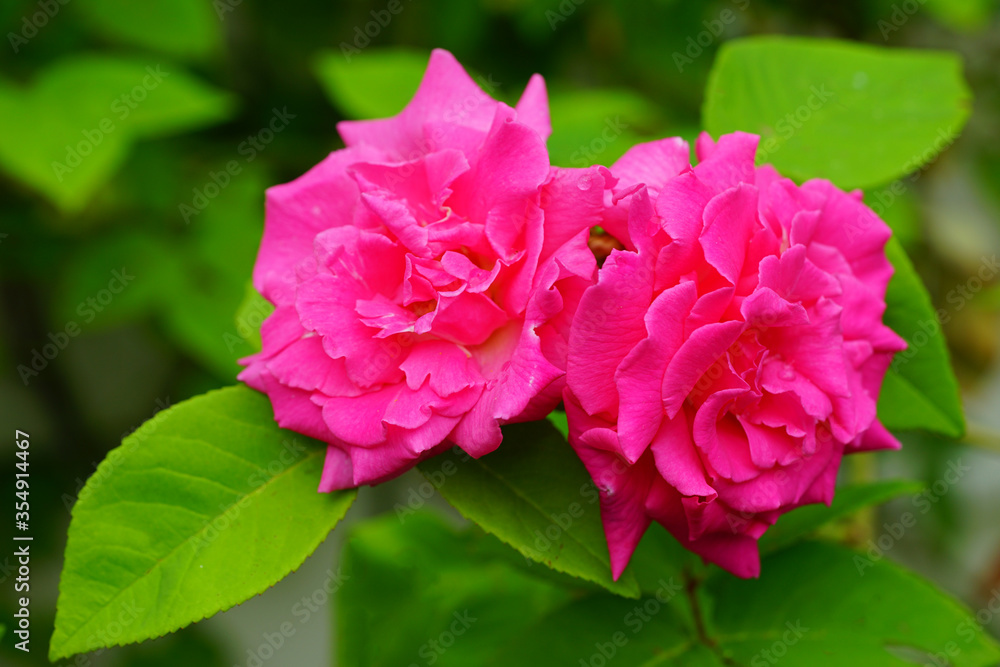 Fragrant pink blooms of the heirloom Zephirine Drouhin climbing rose