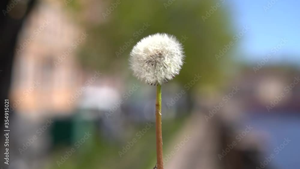 Fluffy dandelion close-up, man blows it away Fluffy dandelion close-up, man blows it away