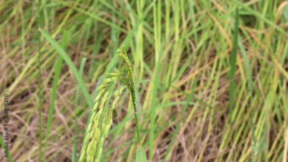 Fallen Jasmine rice in field. Ear of Jasmine rice in Thailand Fallen Jasmine rice in field. Ear of Jasmine rice in Thailand