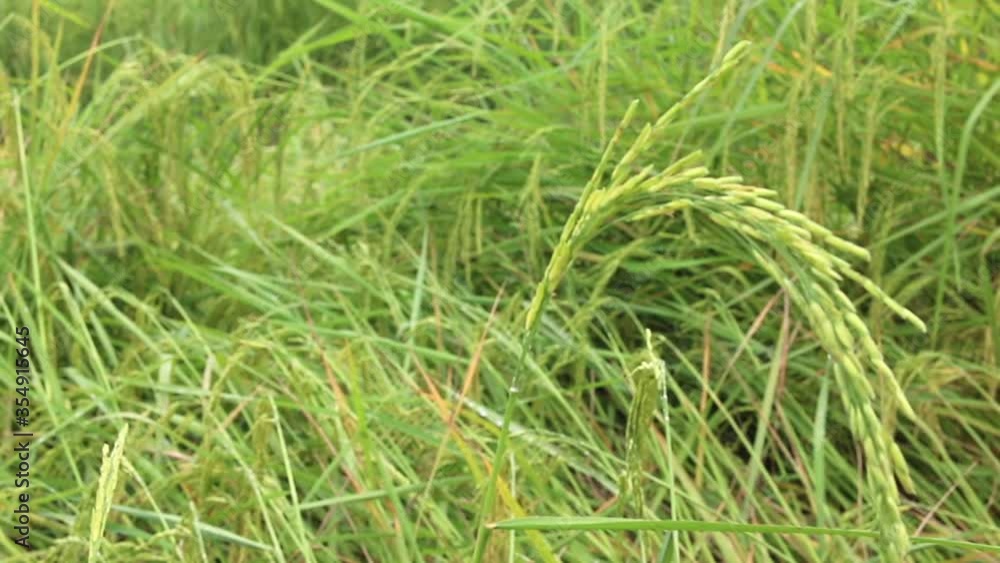 Fallen Jasmine rice in field. Ear of Jasmine rice in Thailand Fallen Jasmine rice in field. Ear of Jasmine rice in Thailand