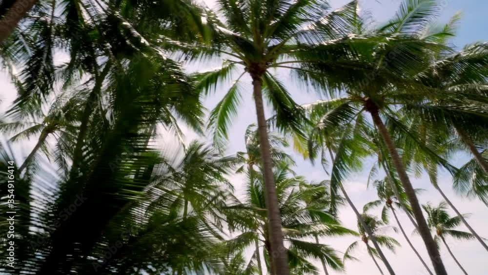 Riding along Road under Coconut Palm Tree Crowns against Sunny Blue Sky. Tropical Island Nature. Bottom Up View Riding along Road under Coconut Palm Tree Crowns against Sunny Blue Sky. Tropical Island Nature. Bottom Up View