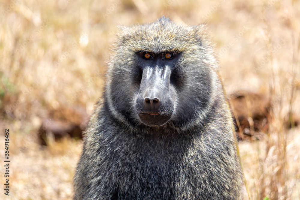 Wild olive baboon monkey portrait in Masai Mara National Park, Kenya. Safari in Africa