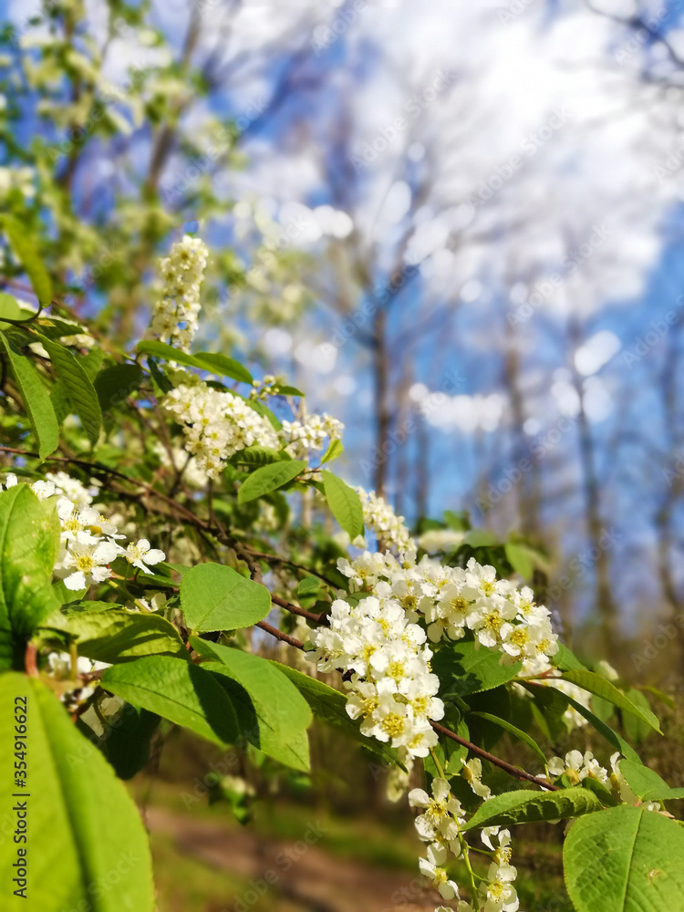 blooming blooming