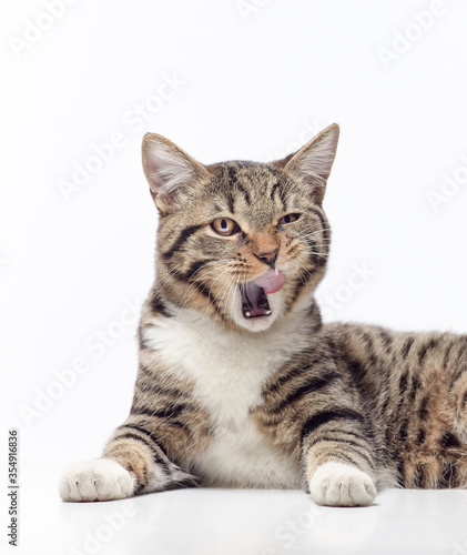 happy licking tabby cat