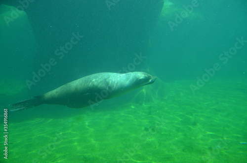 Harbor seal  Phoca vitulina  in Frankfurt zoo