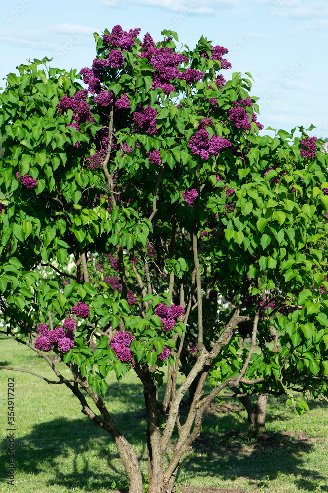 Purple lilac variety “Etna