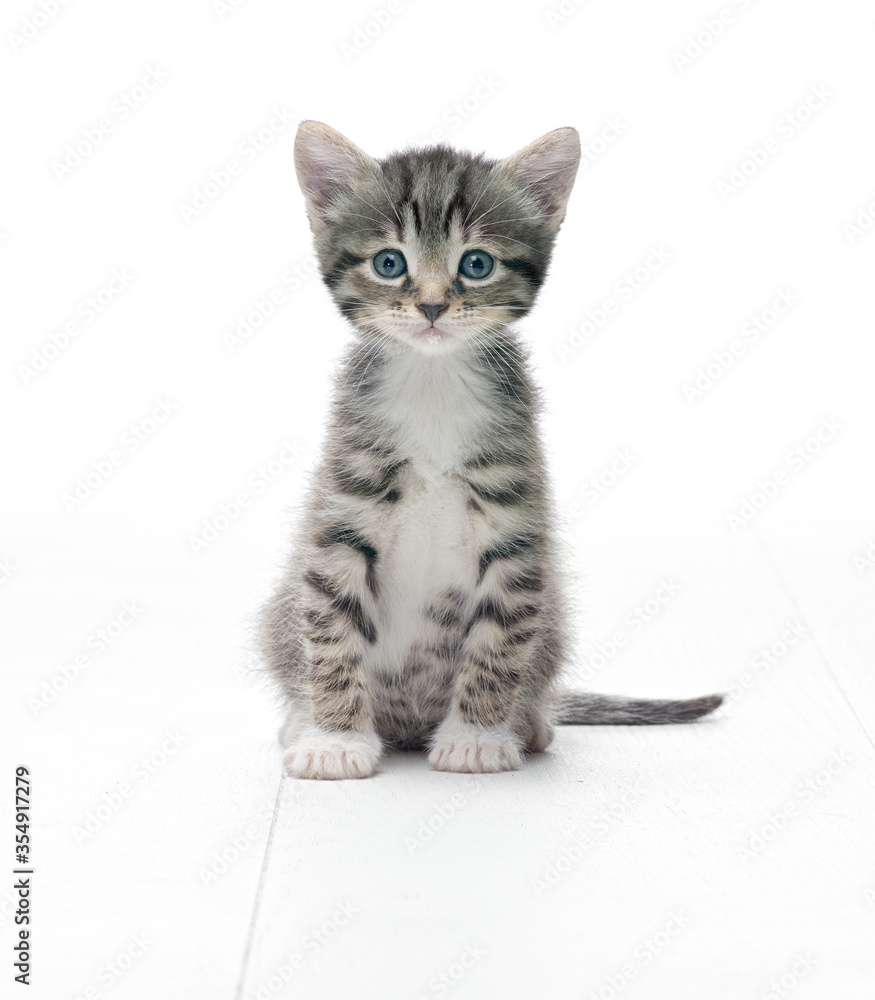 Fototapeta premium my tabby kitten