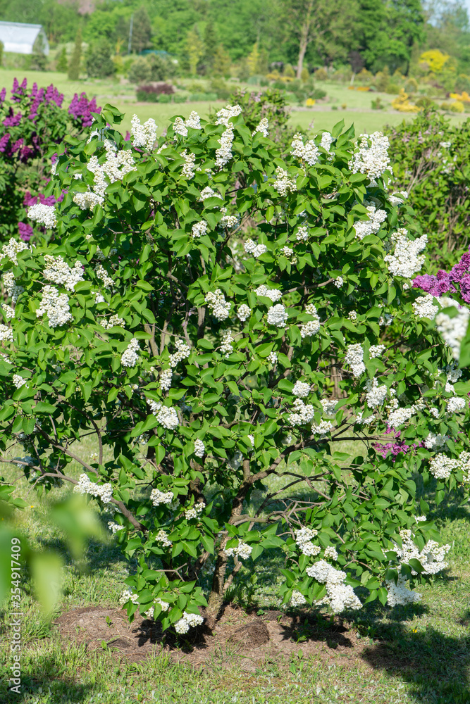 White lilac variety “John Kennedy