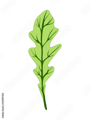 Arugula rucola (rocket salad). Single green leaf isolated on white background. Vector illustration. Fresh herbs. Botanical art. Vegetarian Ingredient. Logo, print, organic food, market shop
