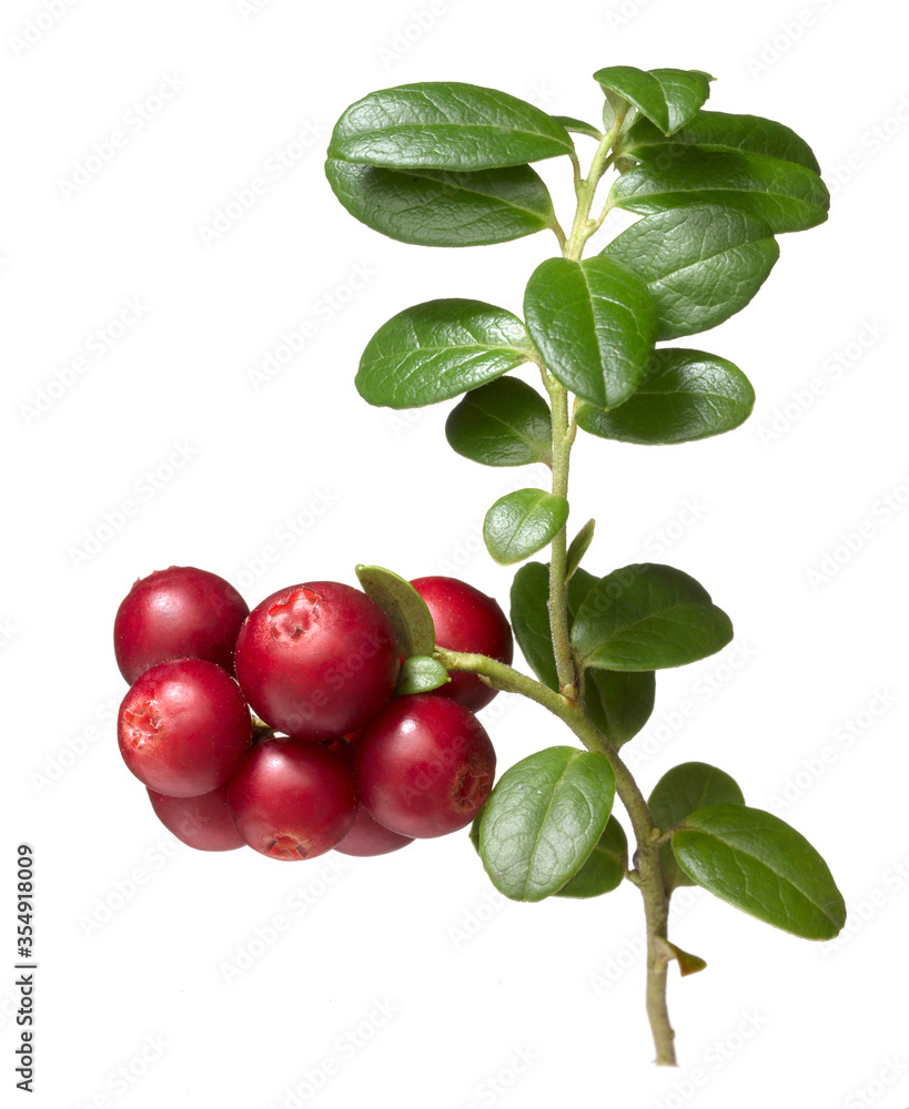 Obraz premium branch of lingonberry