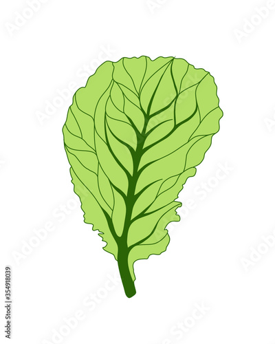 Fresh Lettuce Green salad. One leaf isolated on white background. Vector flat illustration. Tasty food or cooking ingredient