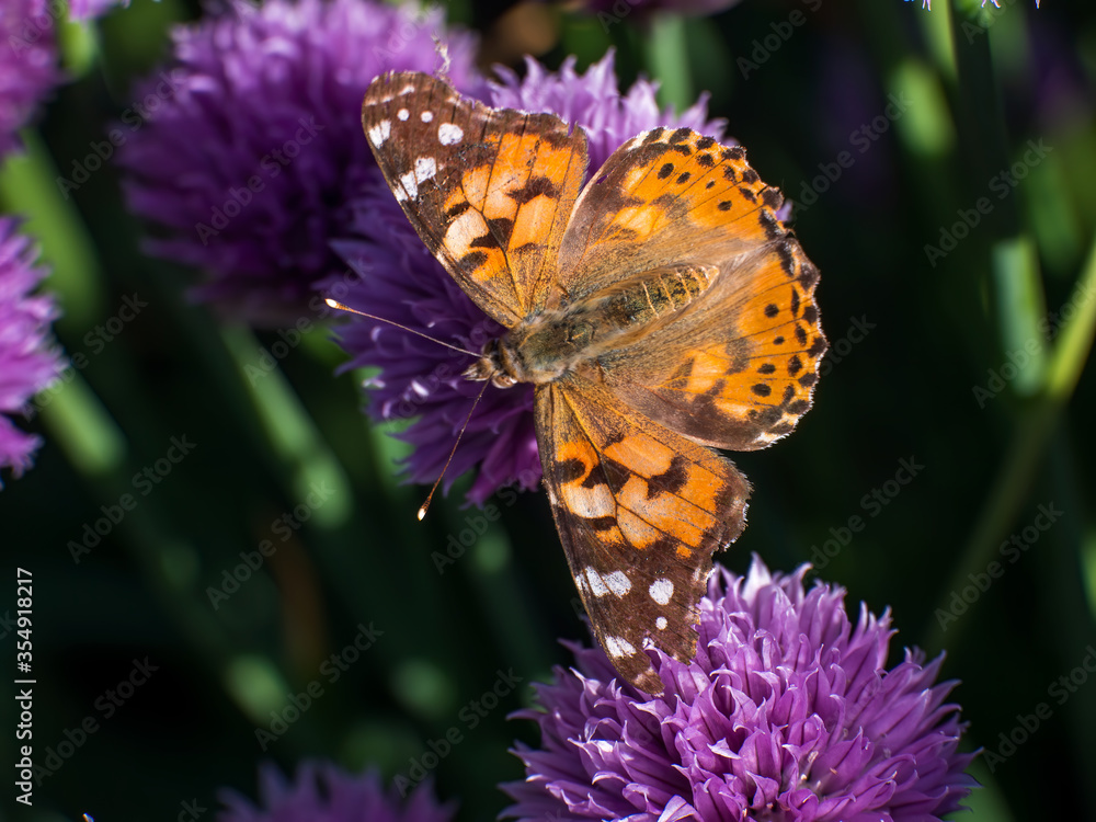 Urticaria butterfly on honey flowers of lettuce onion. Aglais urticae, Nymphalis urticae is diurnal butterfly from the family Nymphalidae, species of genus Aglais. Insects Urticaria butterfly on honey flowers of lettuce onion. Aglais urticae, Nymphalis urticae is diurnal butterfly from the family Nymphalidae, species of genus Aglais. Insects