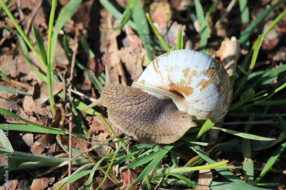 Obraz premium large snail