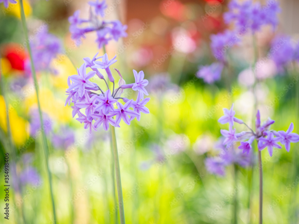 detail of a pink hyacinth flower with blurred background detail of a pink hyacinth flower with blurred background