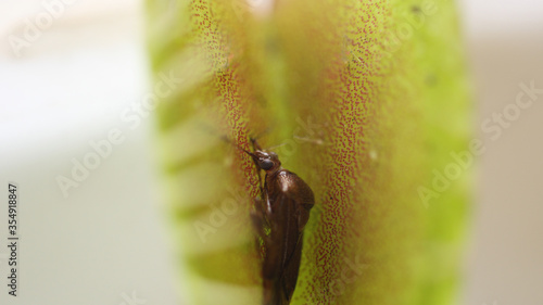 apiomeris lonispinis Venus Fly Trap macro photo