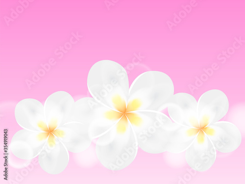 Three plumeria flowers on a pink background. Vector stock illustration for card or poster