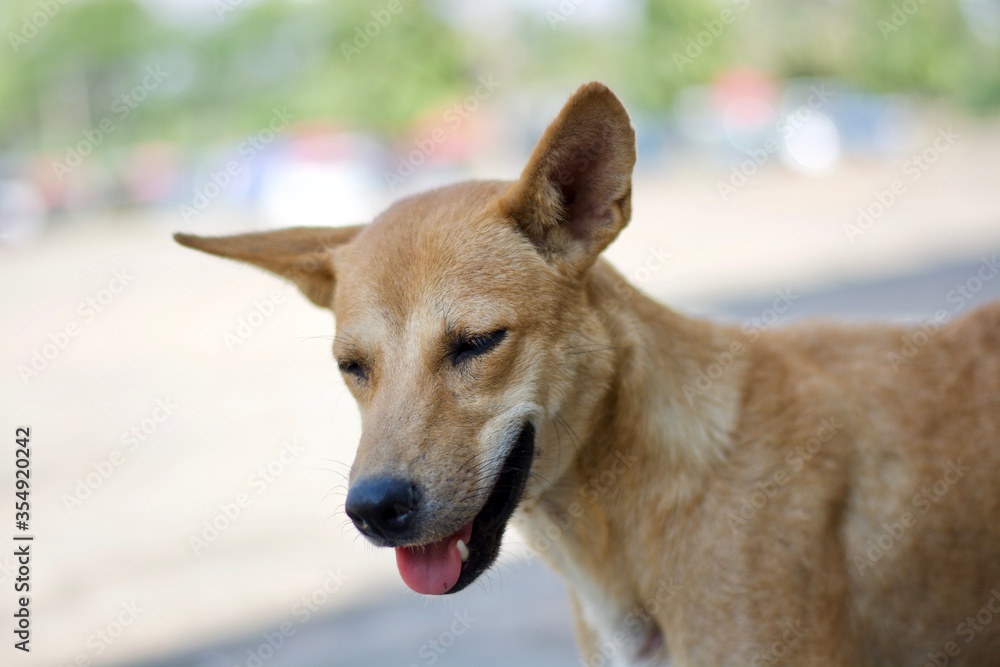 Female dog macro.
Female dog macro.