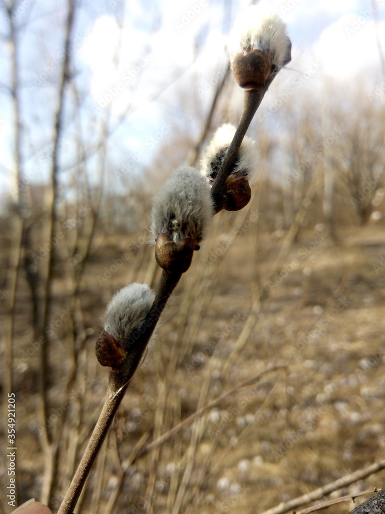 Obraz premium Spring willow branch in early spring