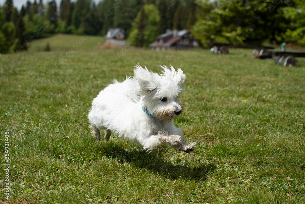 Girl playing with a dog. White maltese runs in the yard on the green grass. Girl playing with a dog. White maltese runs in the yard on the green grass.