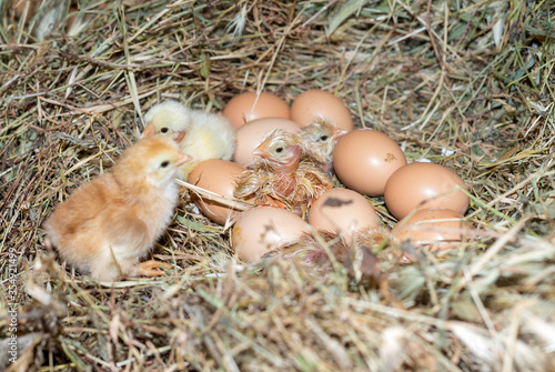 Little chicken in the nest just born