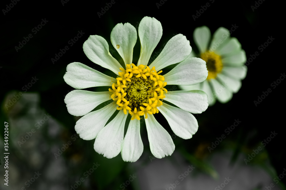 Fototapeta premium white daisy flower