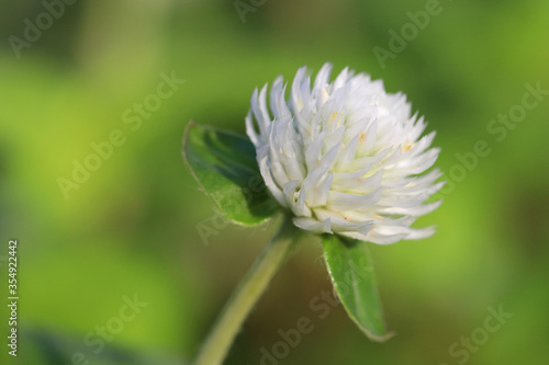 Close up of white amaranth flower, Nature background