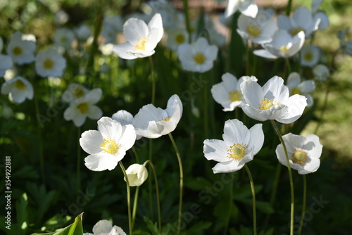 Delicate low-growing white flowers reach for the sun.